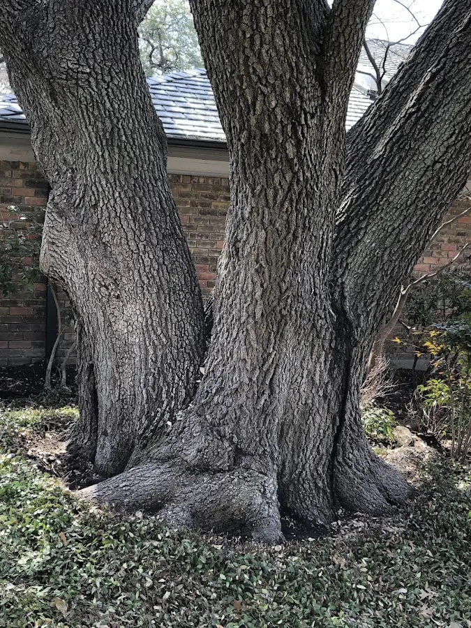 Mature heritage tree close to a Beecher City property cared for by certified arborists
